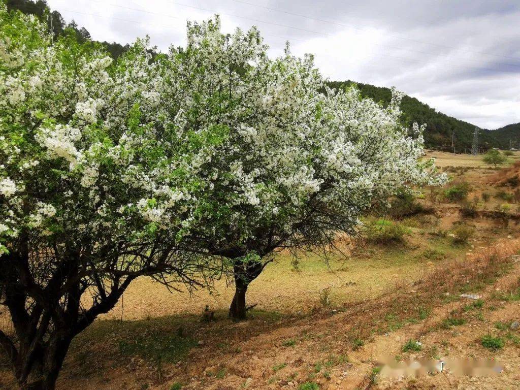 山荆子开花图片