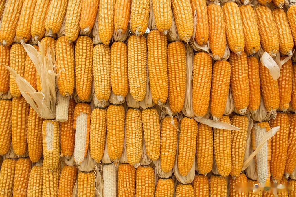 进口美国玉米价格 de1cc2d526d943a3a08c83463600d679.jpeg