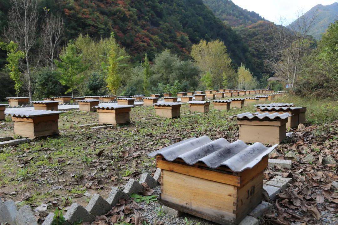 蜜蜂养殖合作社如何申请 申请养蜂专业合作社如何办理?
