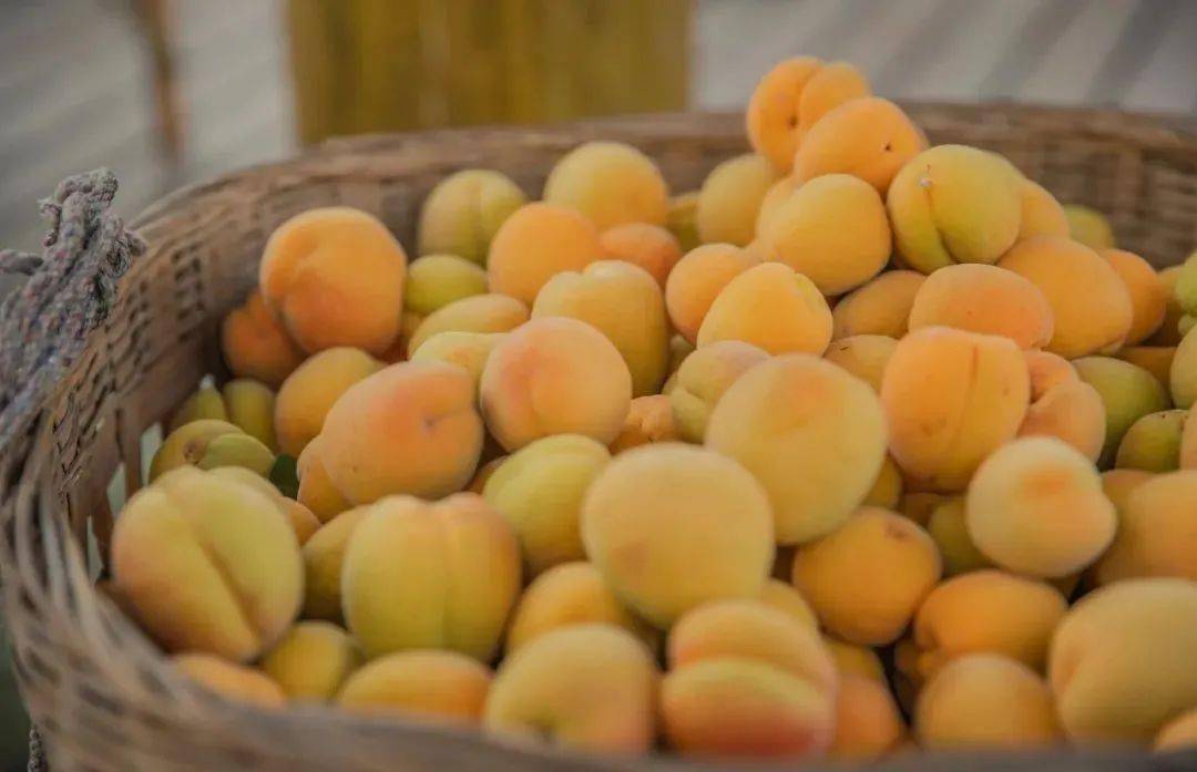 周末去哪儿玩有杏遇见你白鹿原影视城大杏节来啦