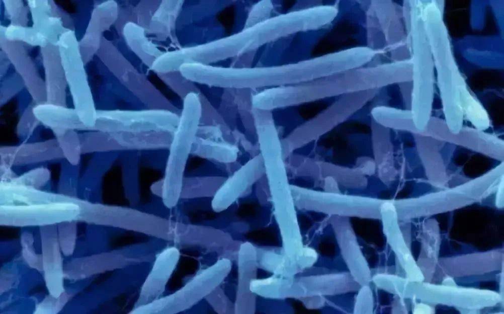 枯草芽孢杆菌在水产生态环境修复中的作用及影响