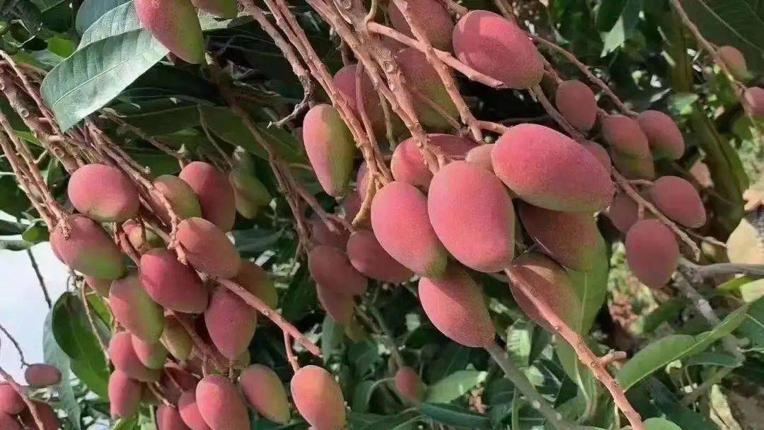 蔚蓝云品本周好物|云南元江金凤凰芒果