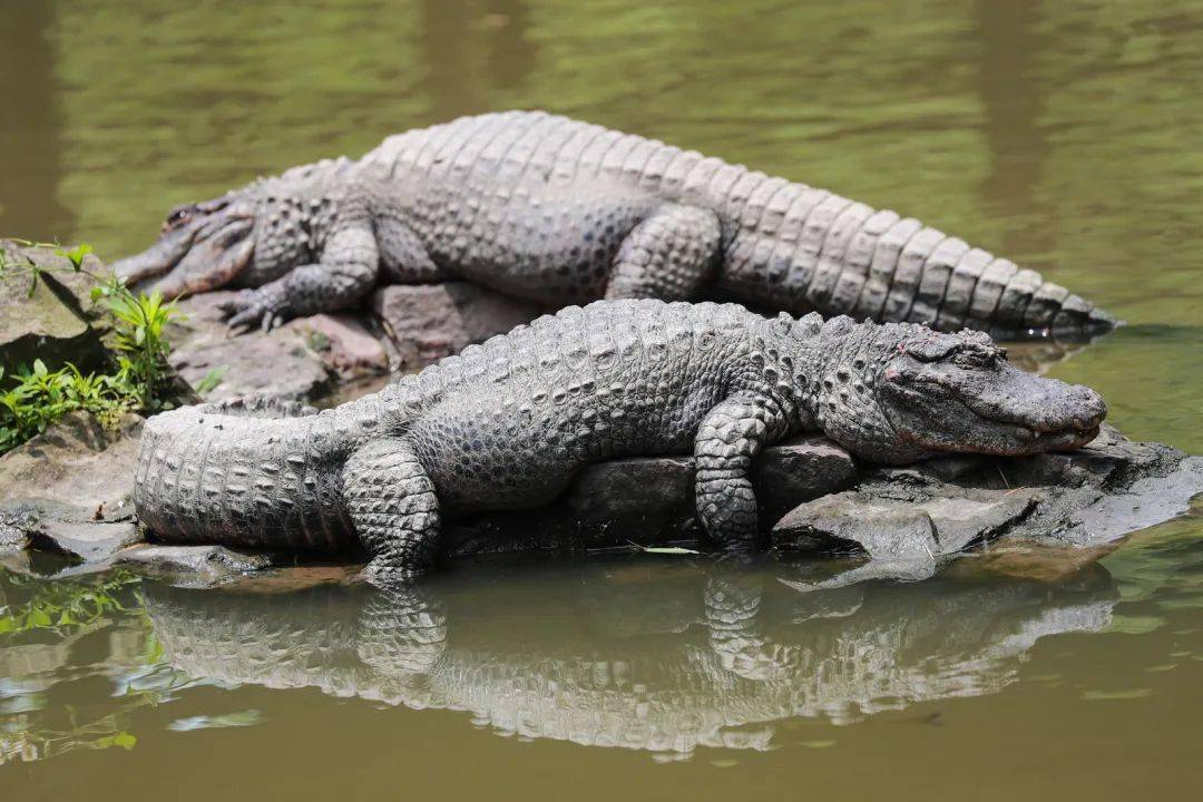 用来寻找猎物将眼睛留在水面之上能够在头部没入水下的情况下鳄鱼拥有