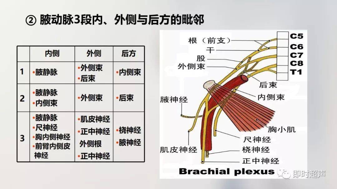 经典珍藏版70张超详细上肢解剖图示注解
