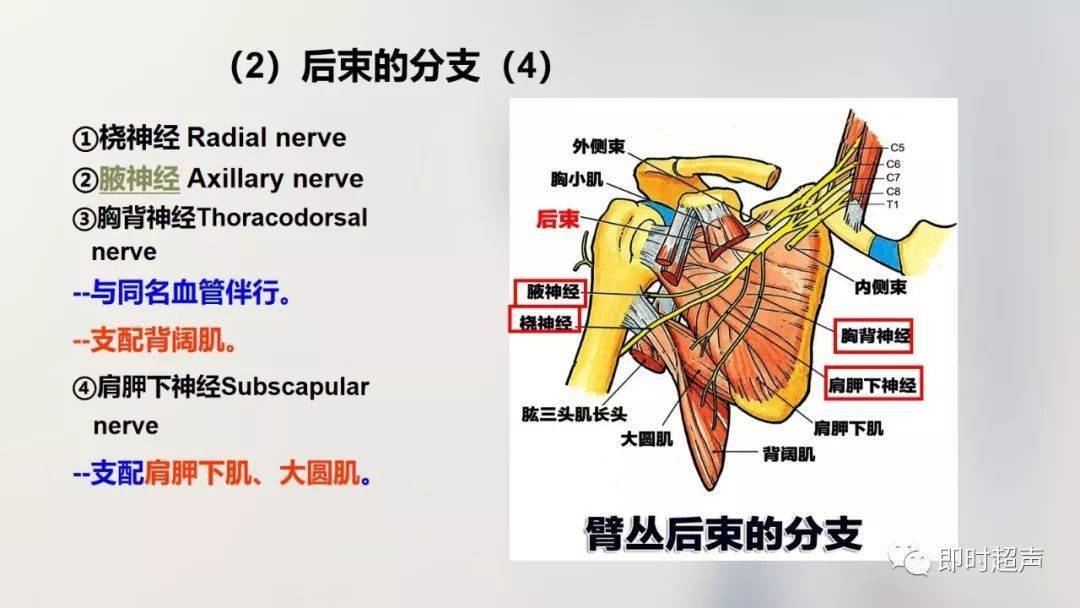 上肢解剖结构图图片