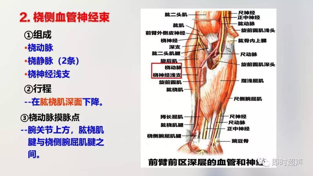 上肢解剖结构图图片