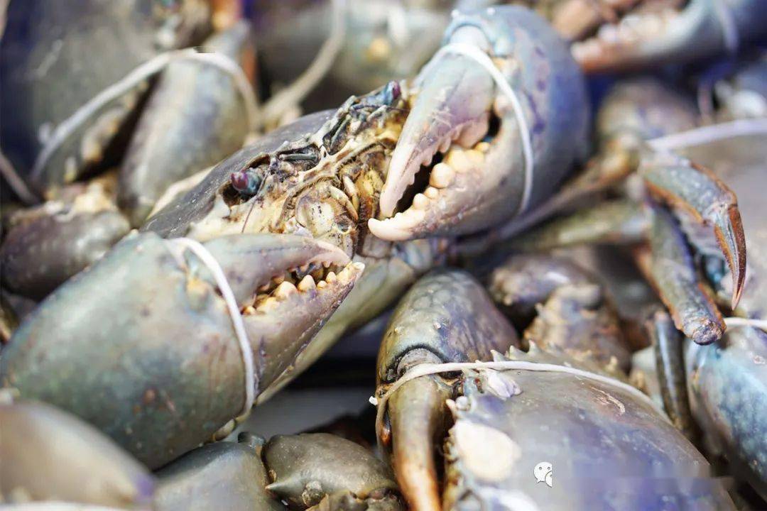 8/只,达尔文鲜活泥蟹空运珀斯 ,可生团,可熟团,可自取,可配送!