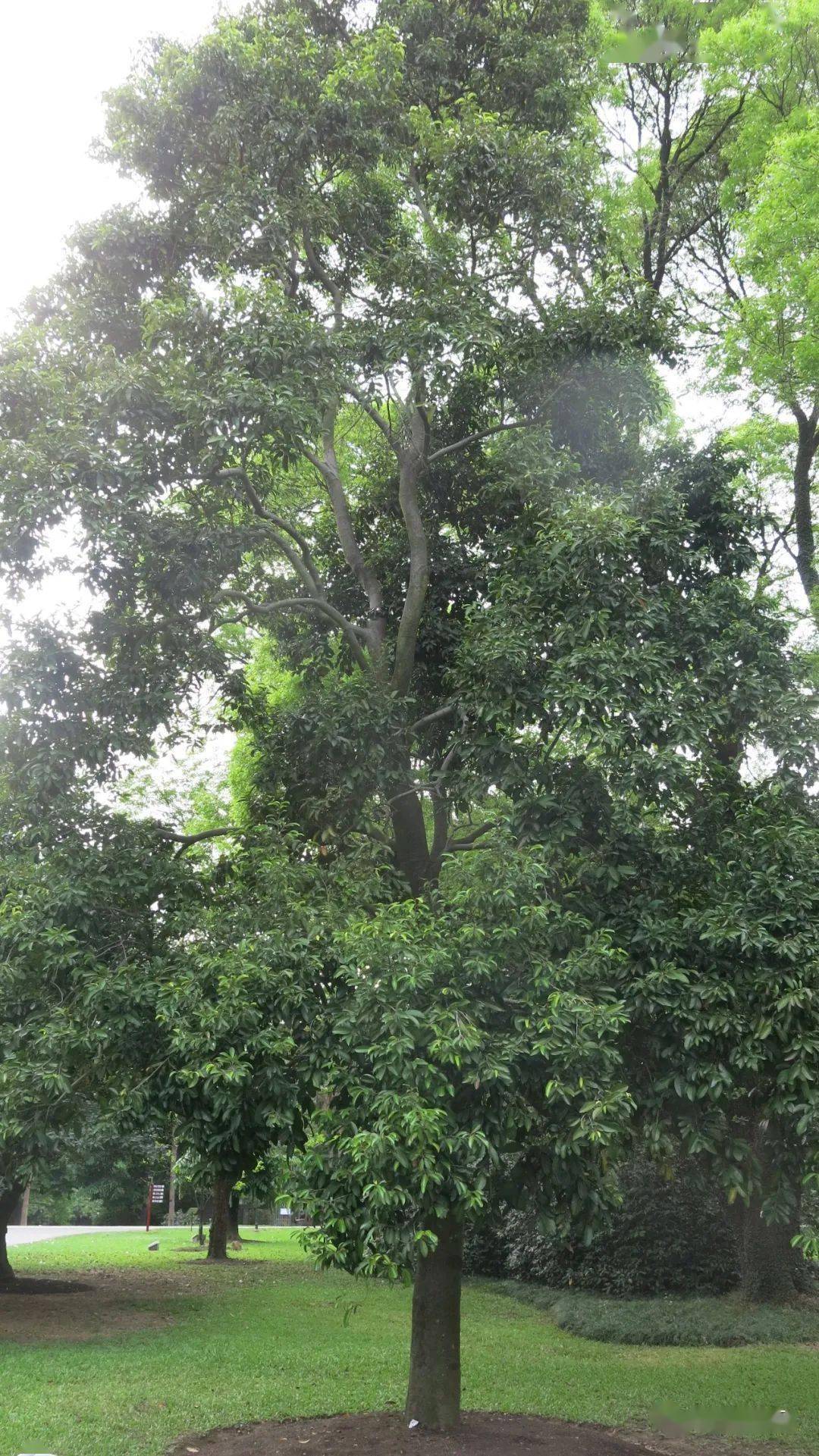 新知| 龙脑熏香话青梅