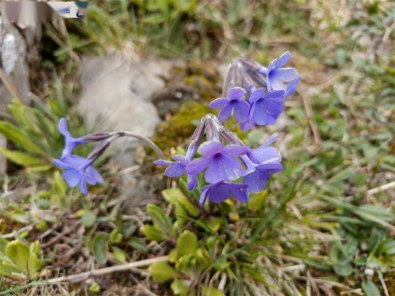 四川小金县发现国家一级保护植物玉龙蕨