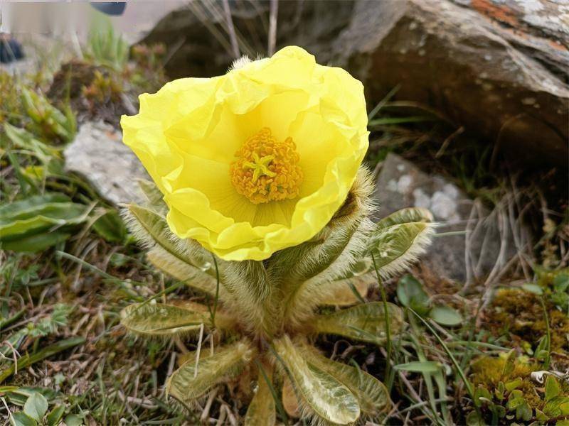 四川小金县发现国家一级保护植物玉龙蕨