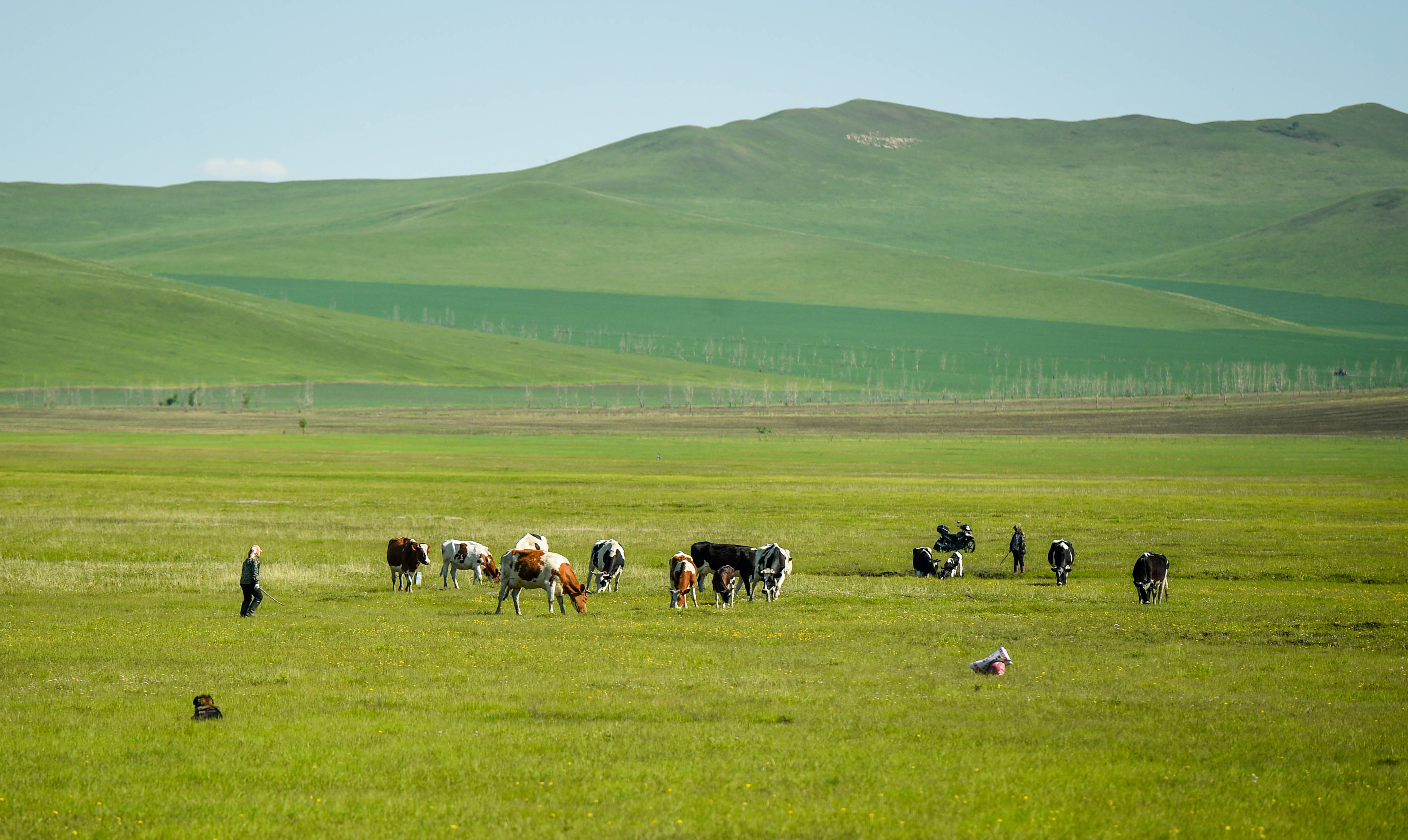 呼伦贝尔草原披绿装