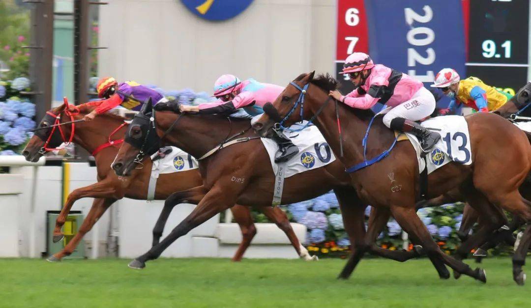 「天生一对」(13号马)第10场:「翠湖飞鹰」上仗易廄初出兼休战两个月