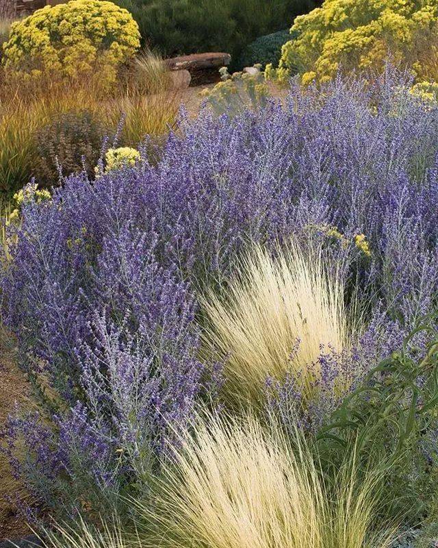 如何正确的使用鼠尾草 1b20e39f56ee4fdbb9ceb05cb776de2b.jpeg