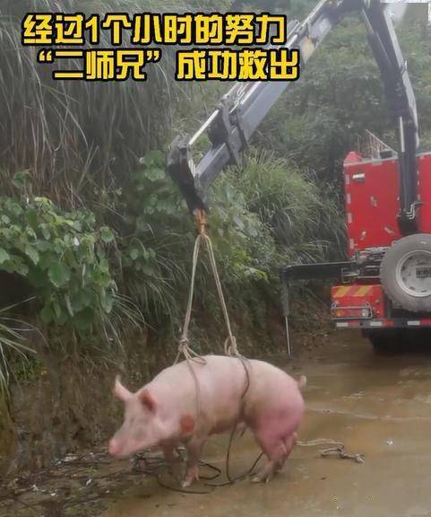 500斤大肥猪掉水里,消防员花了1个多小时救出!网友:吊了次威亚_水塘