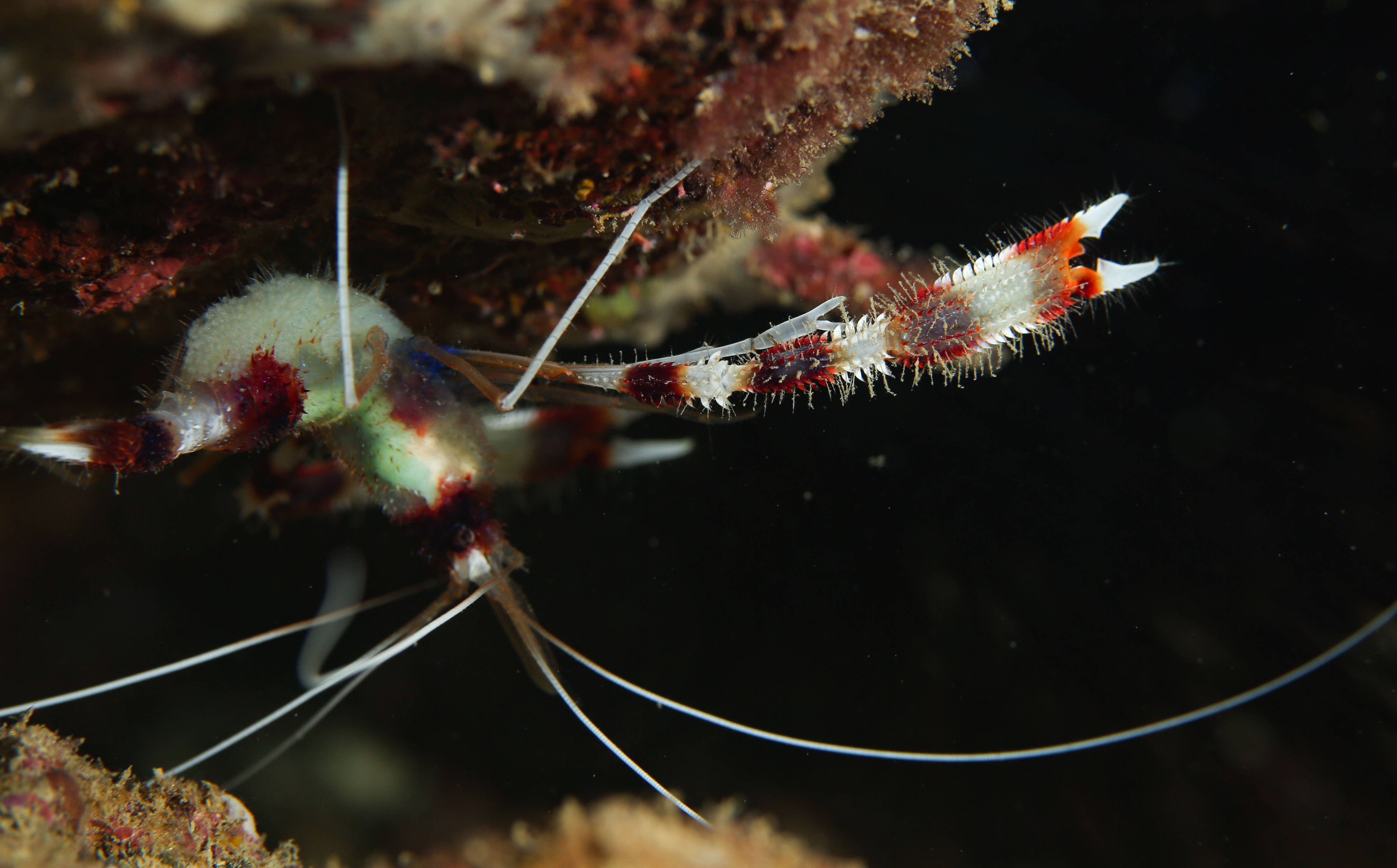 这是蜈支洲岛海域海洋牧场中的美人虾(5月23日摄).