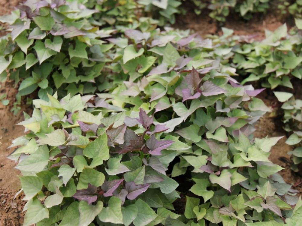 红薯苗(二)地面覆盖抗旱红薯薄膜覆盖栽培可起到增温保墒,抵御春旱