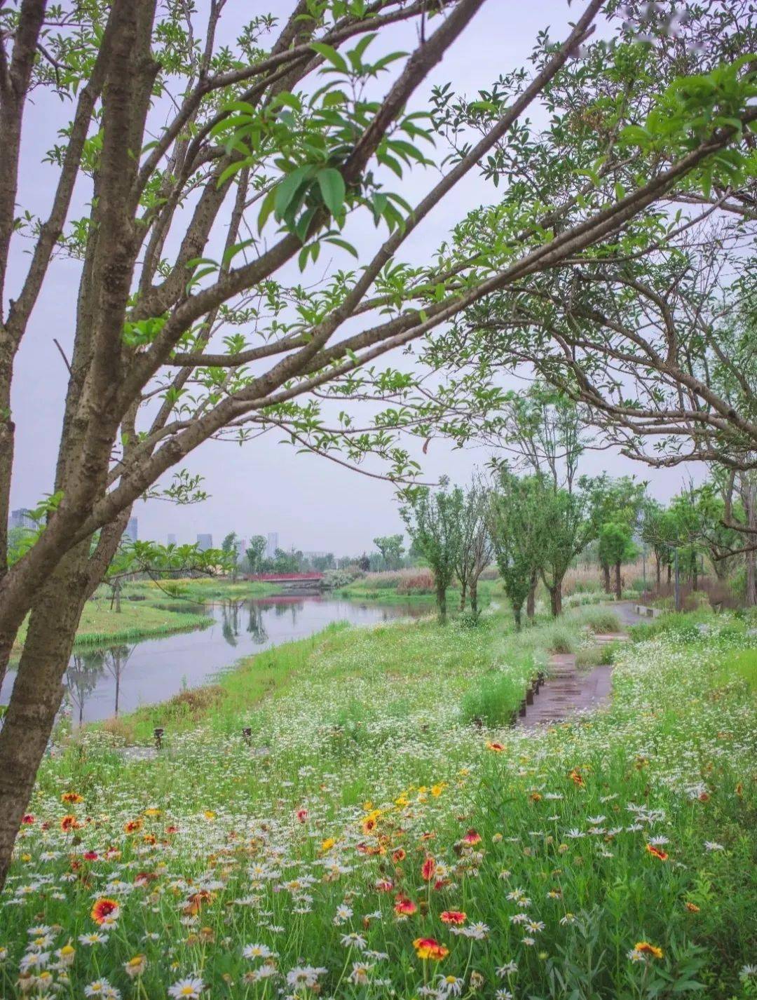 图源@小红书张网网05公园地址:双流区朝阳横街北50米,中和湿地公园