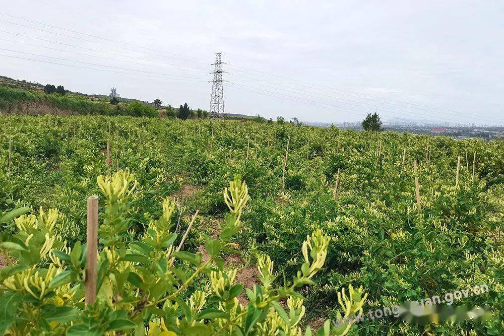 梦境解析，梦里吐出小鱼小虾的深层含义与心理解读
