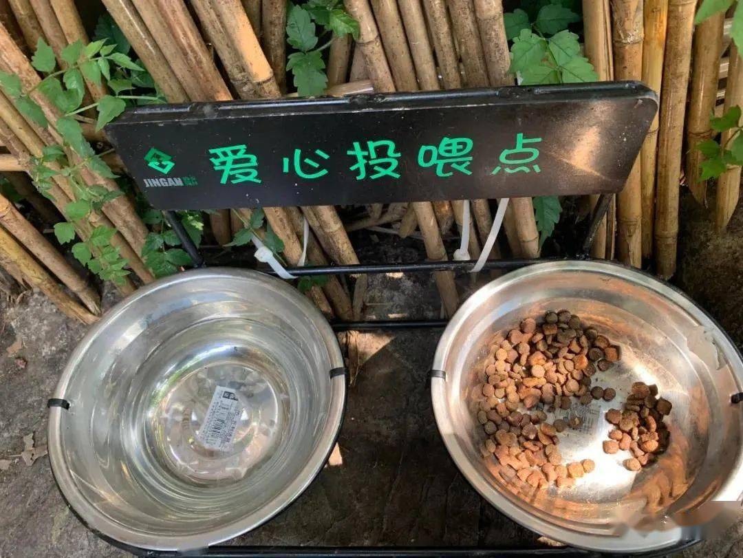上海静安公园新变化超可爱爱心喂猫点来了