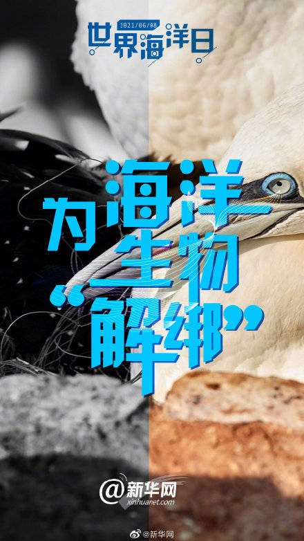 海洋生物|为海洋生物解绑 就是现在！