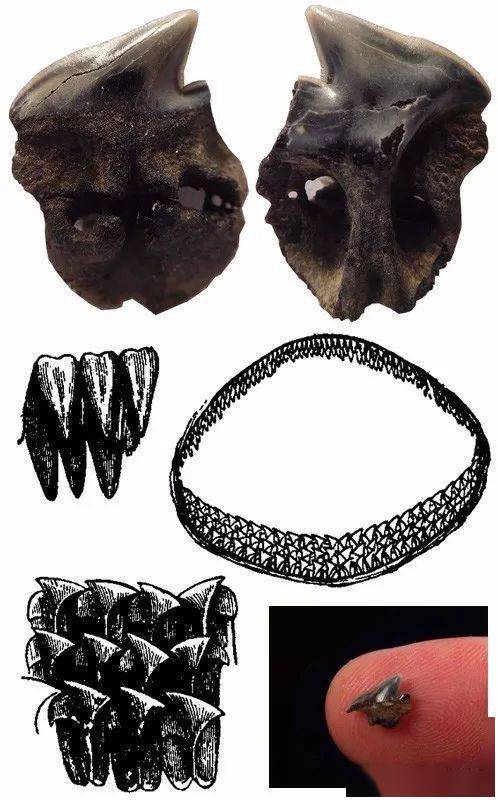 小头睡鲨跟大部分的鲨鱼一样,有很典型的鳍.