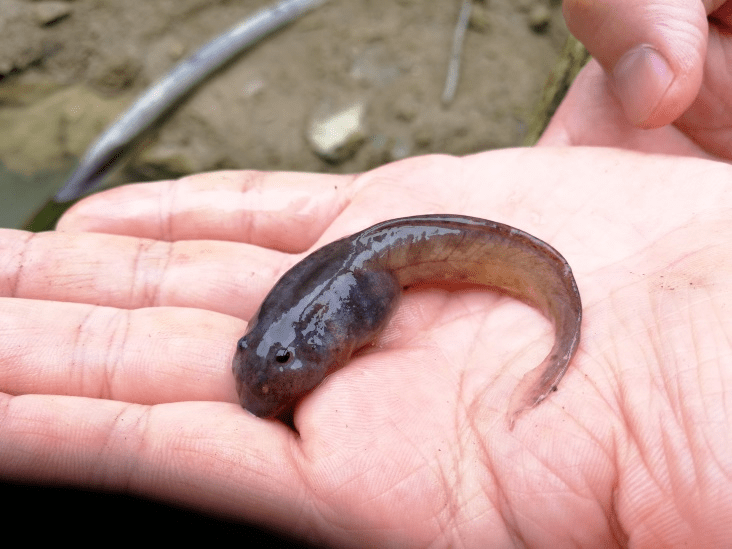某蟾(大蝌蚪)(摄影:自贡观鸟会一凡)△凤头蜂鹰(摄影:泸州观鸟会