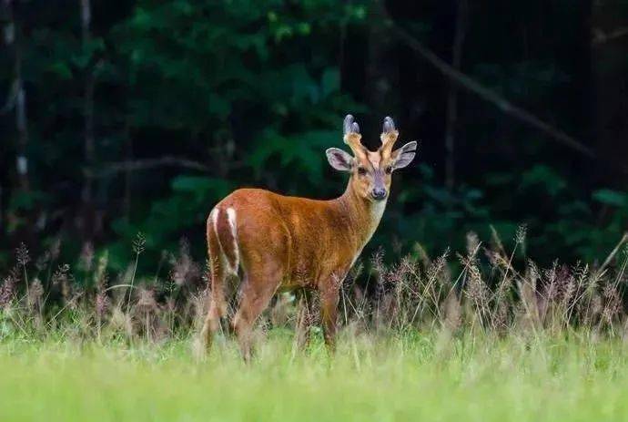 陇南警民联合救助1只国家二类保护动物赤麂