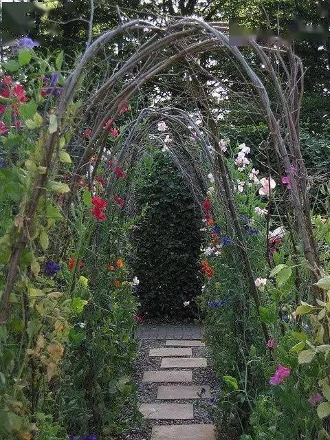 这些爬藤植物不仅可以乘凉长成拱门竟如此绝美