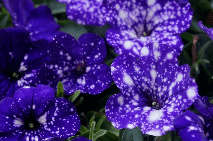 每日一花矮牵牛星空花瓣上有白色斑点