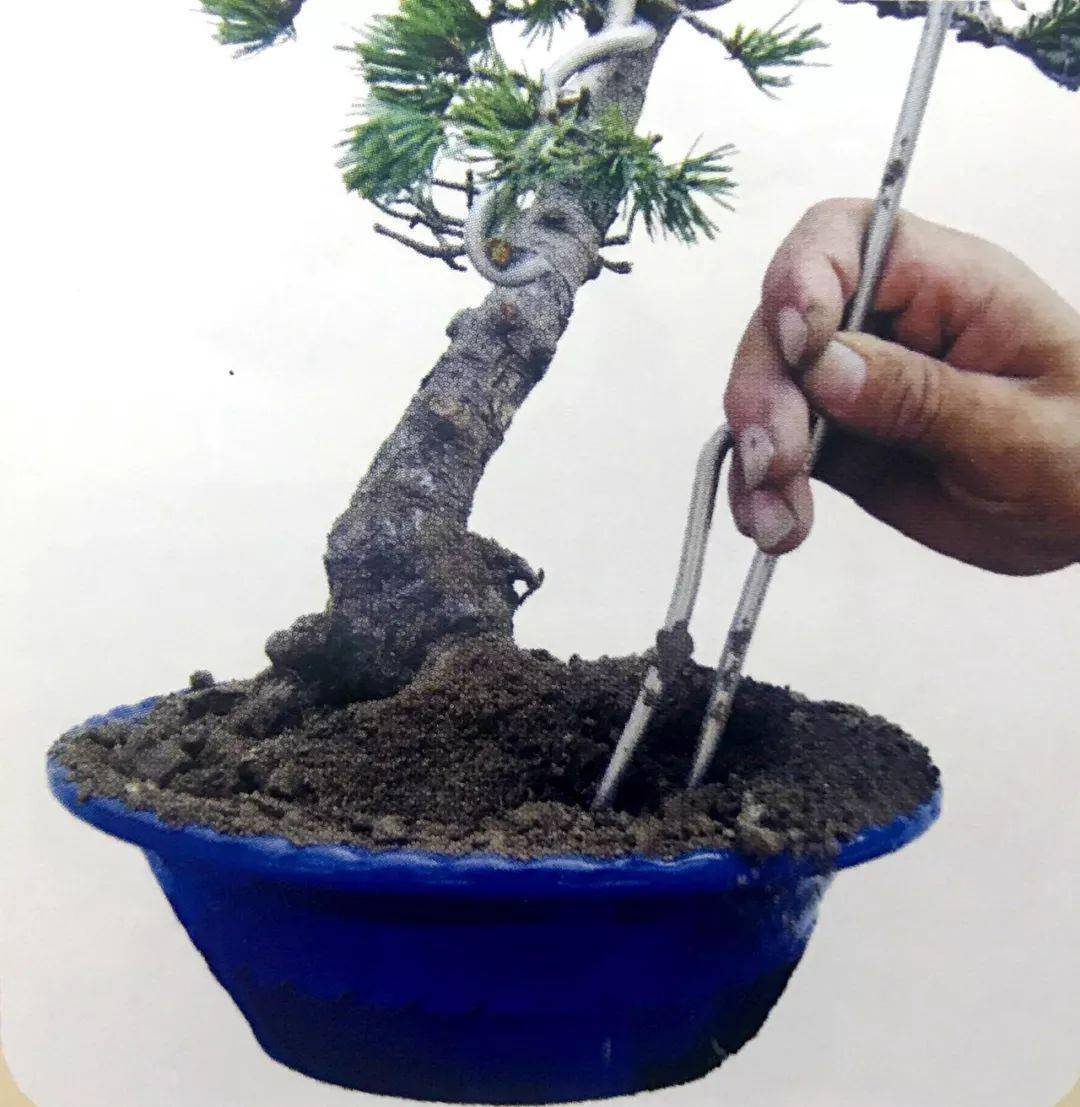 最强最全最细图解大阪五针松盆景制作过程懒人园艺福利