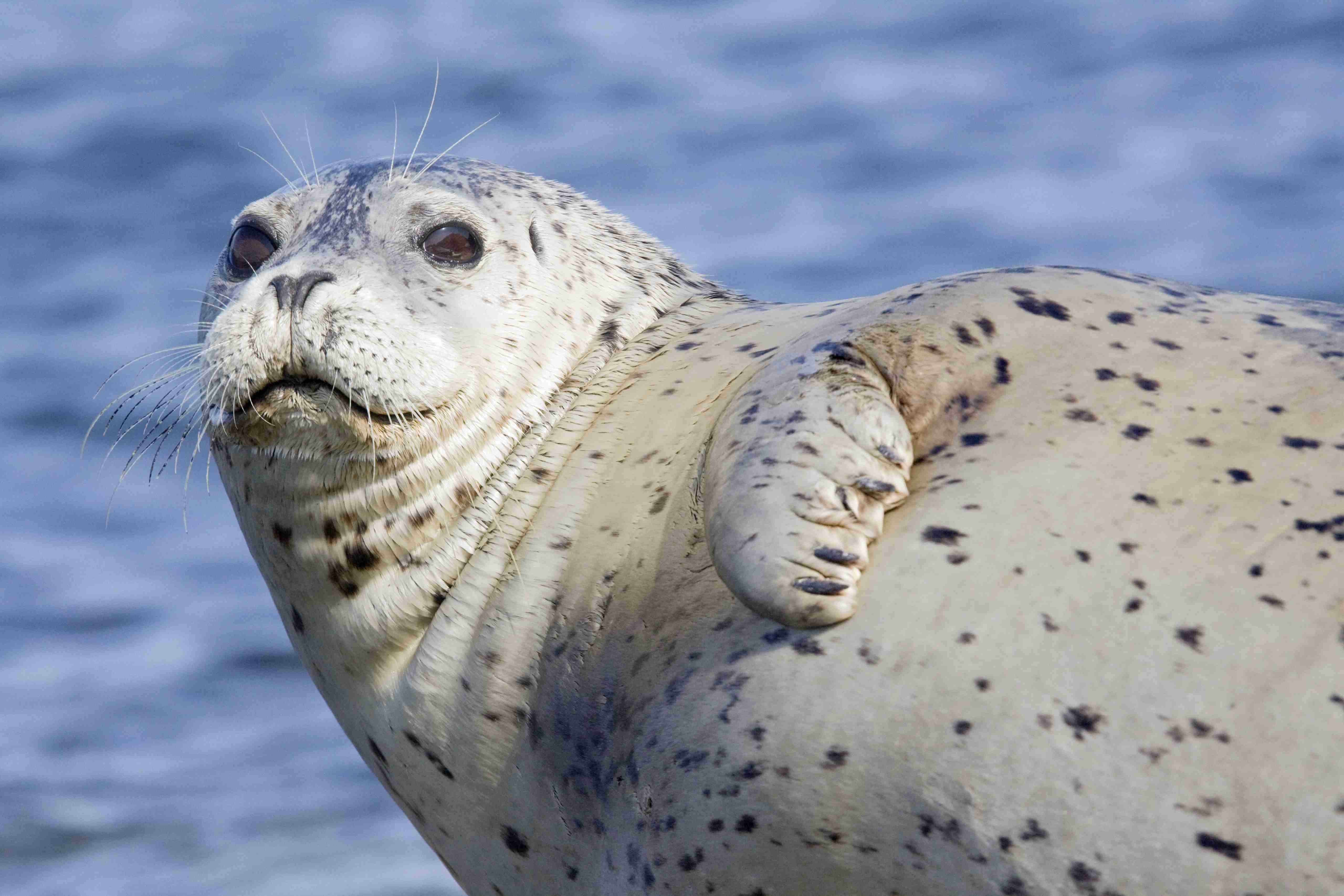 斑海豹 晋升一级保护动物后大规模放归 马志强