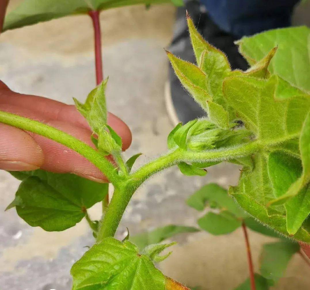 棉花系统化控技术要点和方法你怎么看