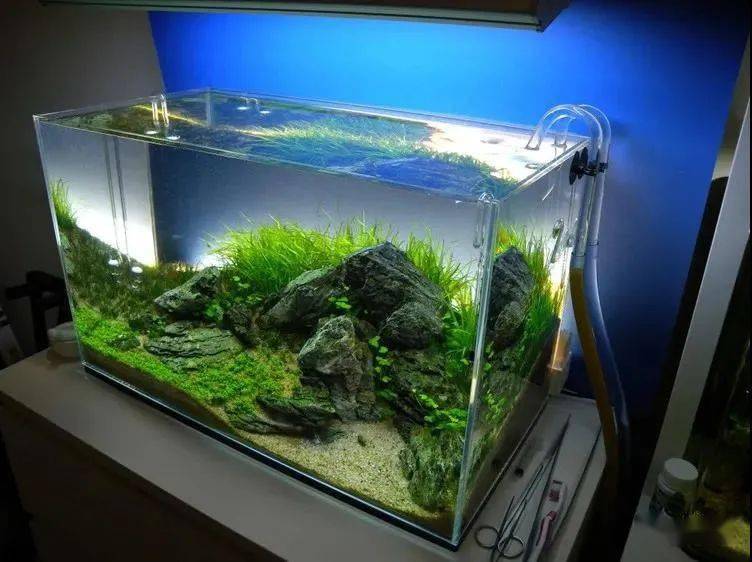 草缸到最后简简单单才是真