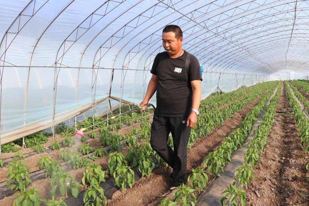 许大全正在自家的蔬菜大棚为辣椒秧喷药沿着林东镇土龙岗,太平,宝力罕