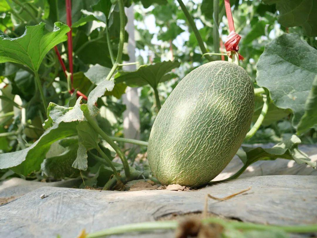 快看新城镇长出了鄯善瓜
