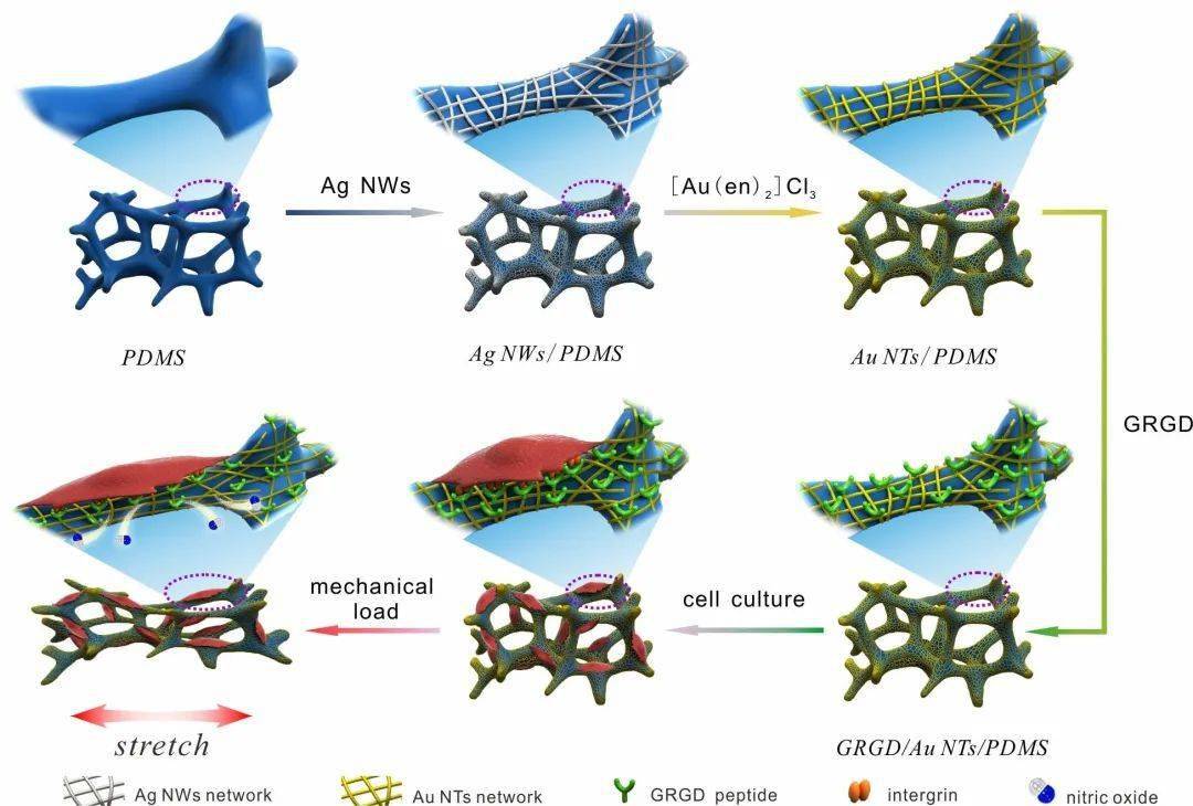 武汉大学黄卫华课题组as可拉伸电化学传感支架实现细胞三维培养机械