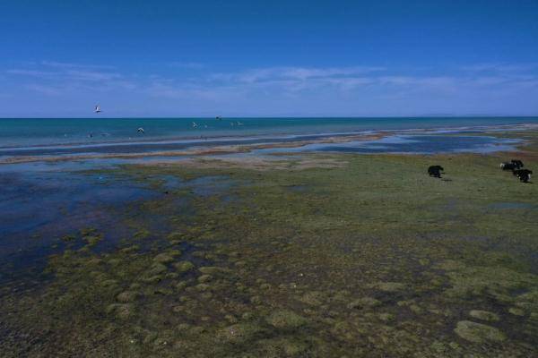 這是6月5日拍攝的青海湖仙女灣景區(無人機照片).