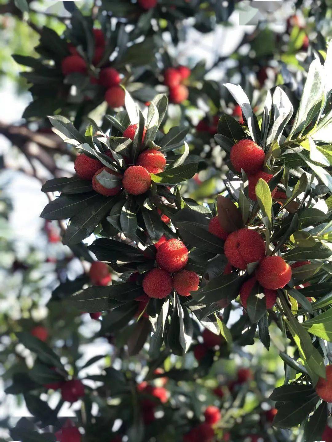 羡慕湖口这所学校有一大片杨梅树学生们自己采摘品尝