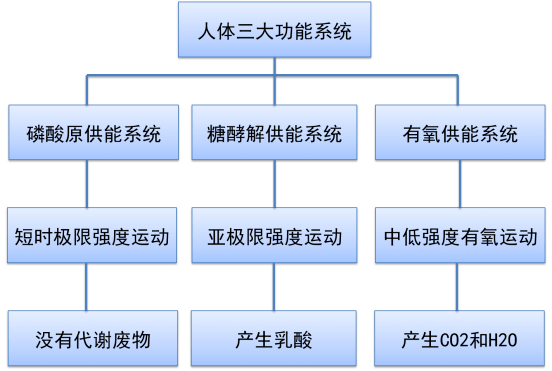 他们分别是 磷酸原供能系统,糖酵解供能系统,有氧供能系统