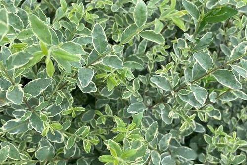 不过银姬小蜡的植株整体为灌木状的,株型十分紧凑,可作色块,绿篱,球形