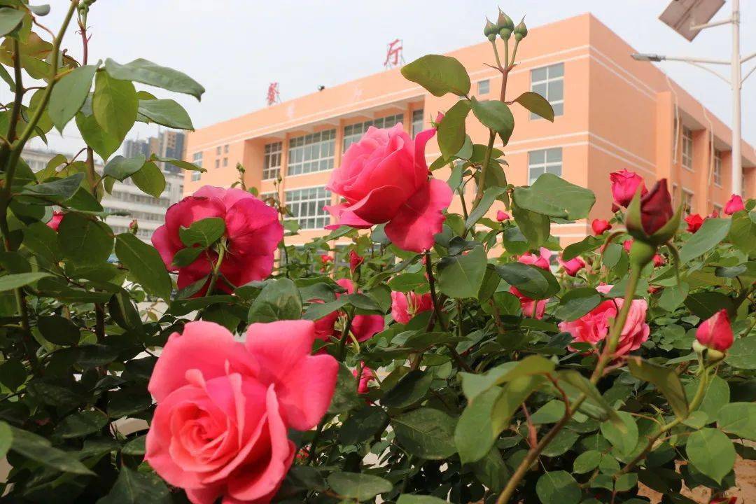 沈丘二高中招名次在500内可进阳光英才班还享受免学费住宿费