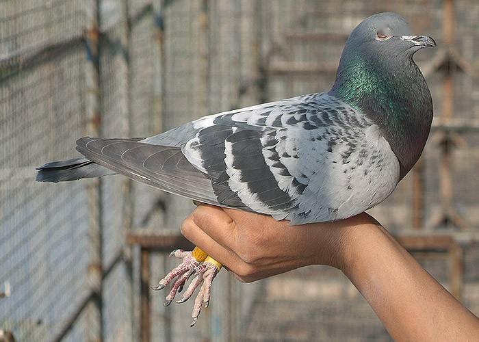 信鸽怎么知道回家路 05afe72c95f7403ab4942e0797e124b7.jpeg