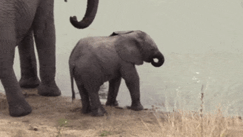 0d2a2628e7824b53ae7f2880817f9425.gif