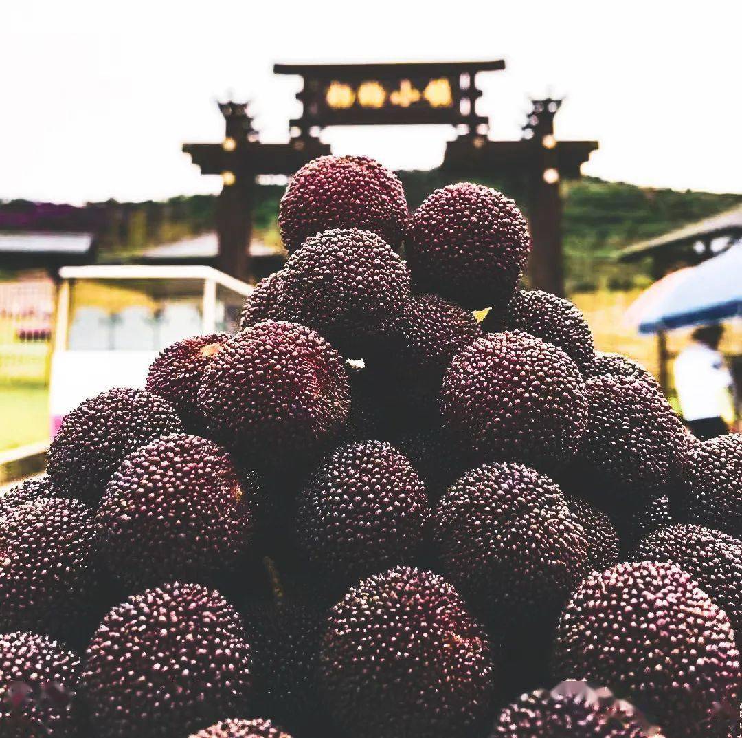 約你吃楊梅這裡有門票福利來了