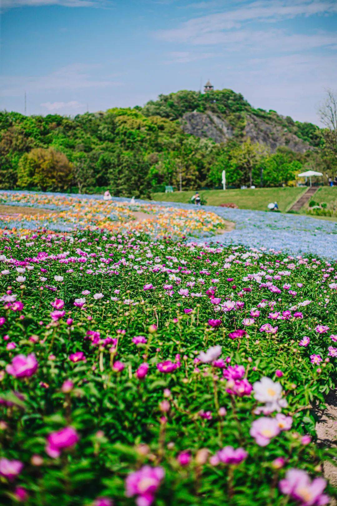 辰山植物园芍药壁纸大赏送你香梦沉酣芍药纷飞的梦幻花境