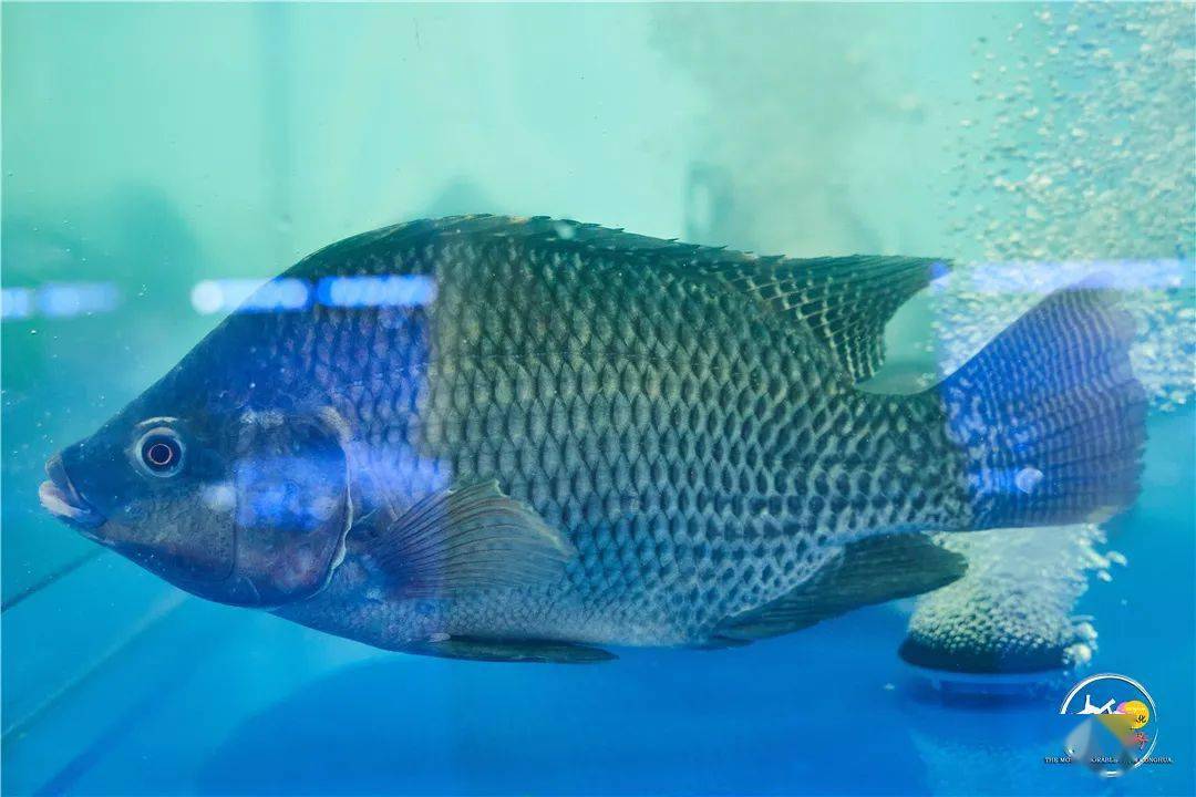 抢鲜看从化钱大爷生鲜店开业1元抢罗非鱼全场买多少送多少超多福利等