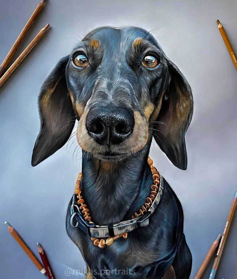 超写实彩铅狗狗手绘,太厉害了!