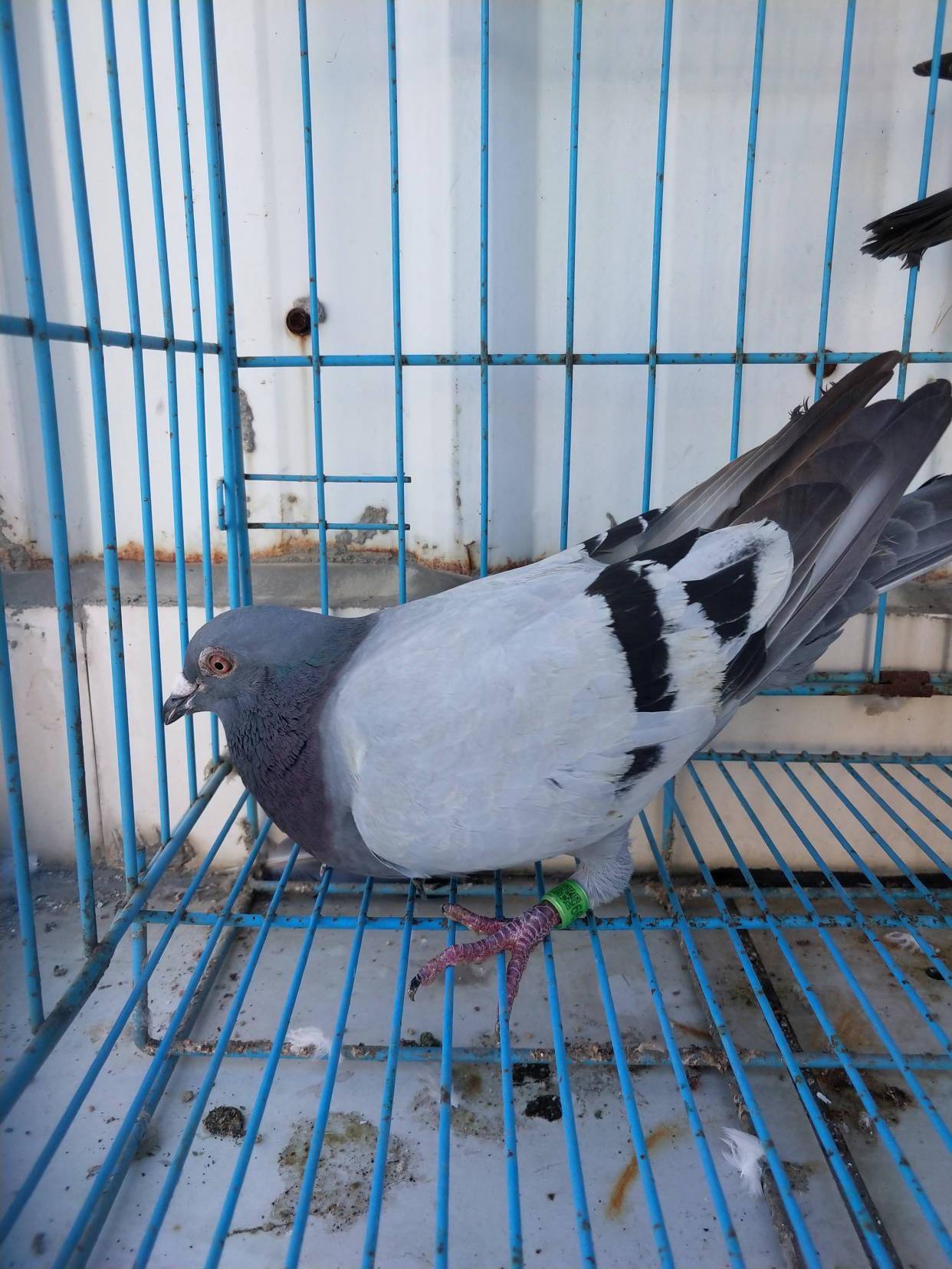 鸽子进入换羽期,这几个问题要注意