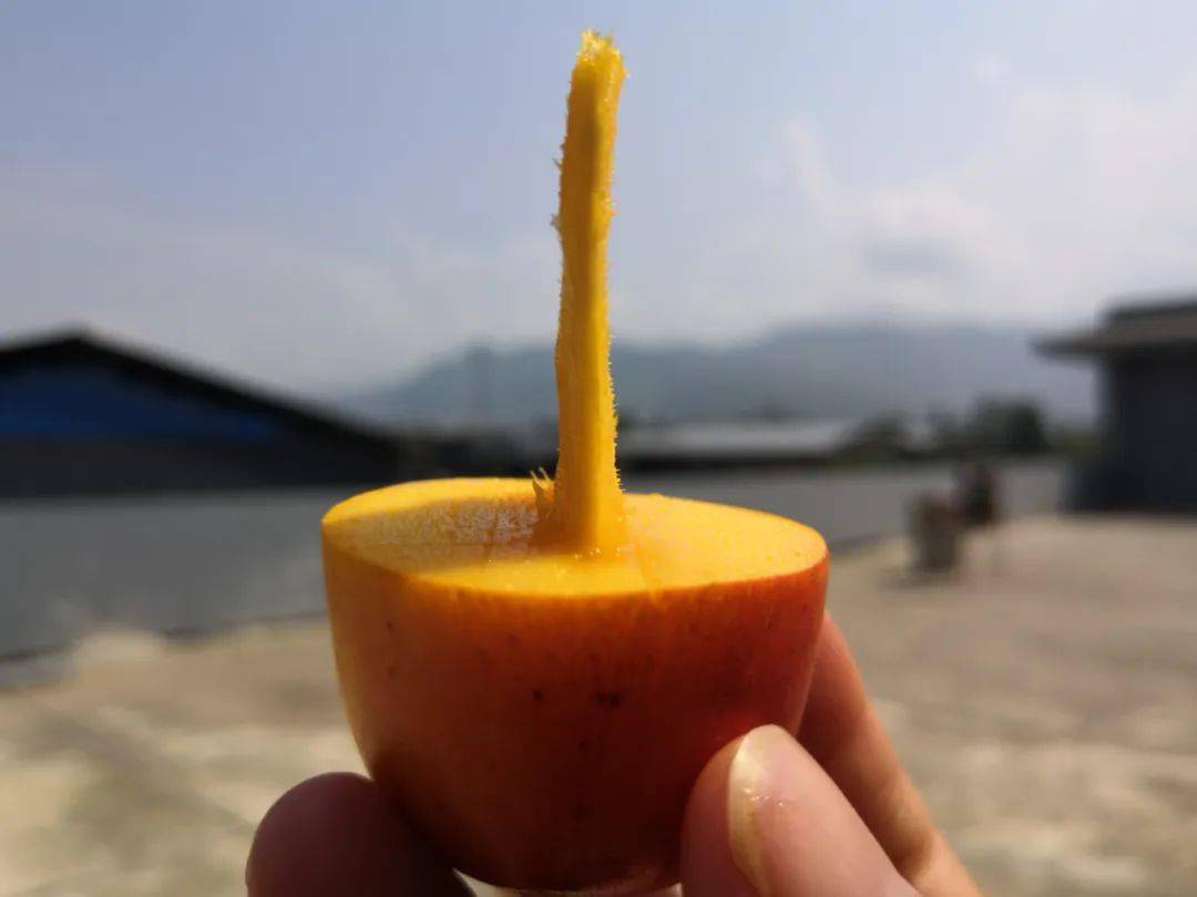 核薄如纸云南小金凤芒果19蜜甜无纤维