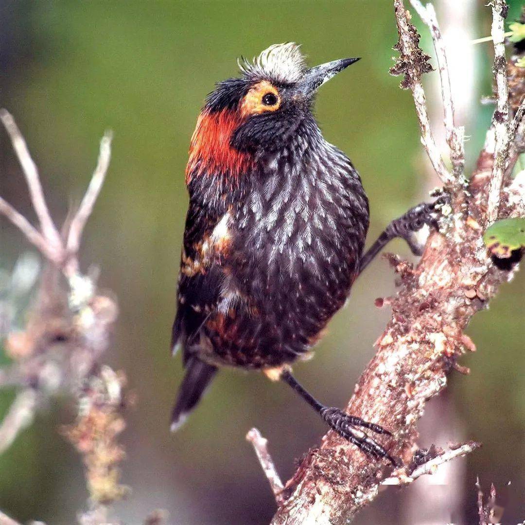 管舌雀一场意外引发的后果